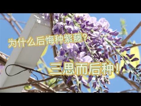 紫藤花 風水|紫藤的風水禁忌及風水講究有哪些